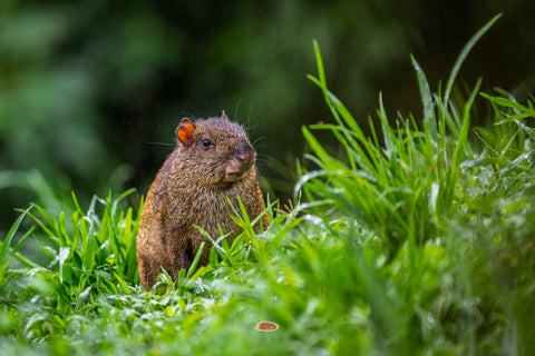 Agouti sitting in wet green grass during light rain in the forest