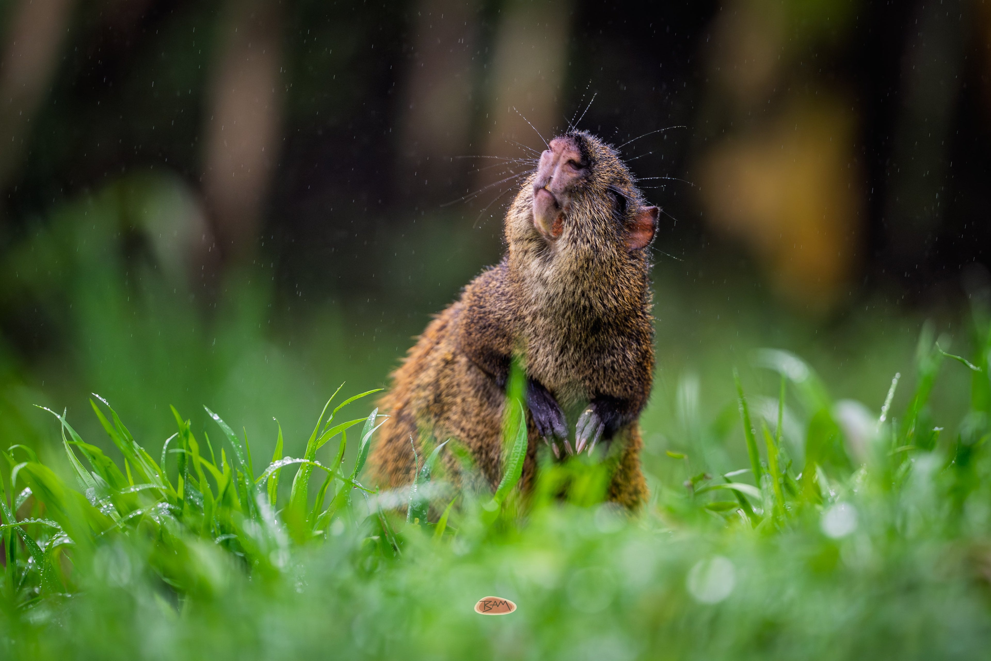 Agouti rearing up with nose raised in rain soaked grass