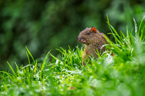 Agouti peering out from tall green grass in the rain