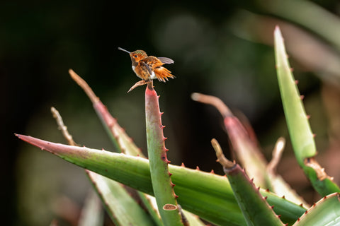 Allens Hummingbird perched atop a spiky aloe leaf, wings spread