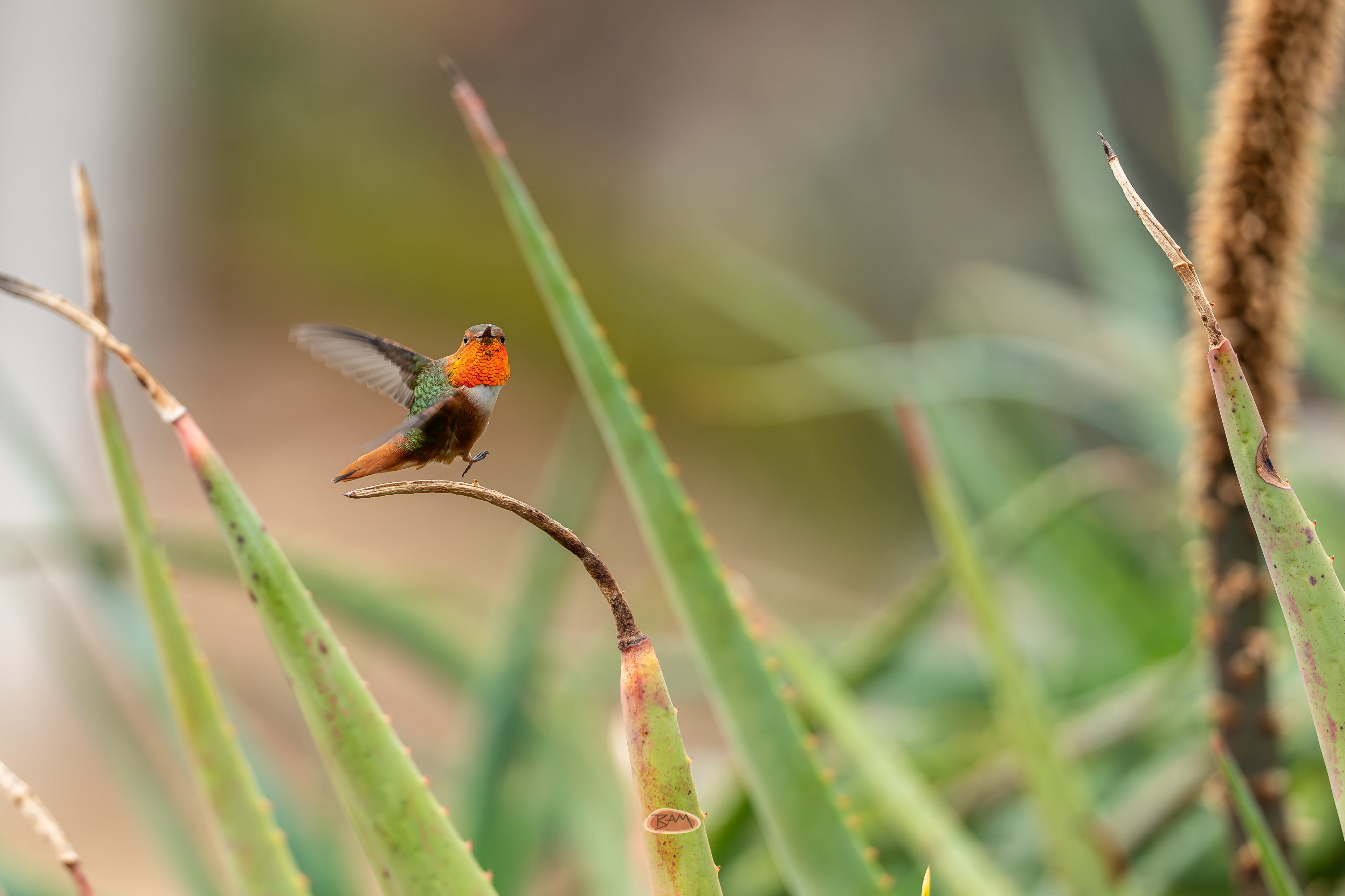 Allens Hummingbird landing on a bare twig among spiky aloe leaves with wings spread