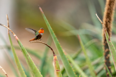 Allens Hummingbird landing on a bare twig among spiky aloe leaves with wings spread