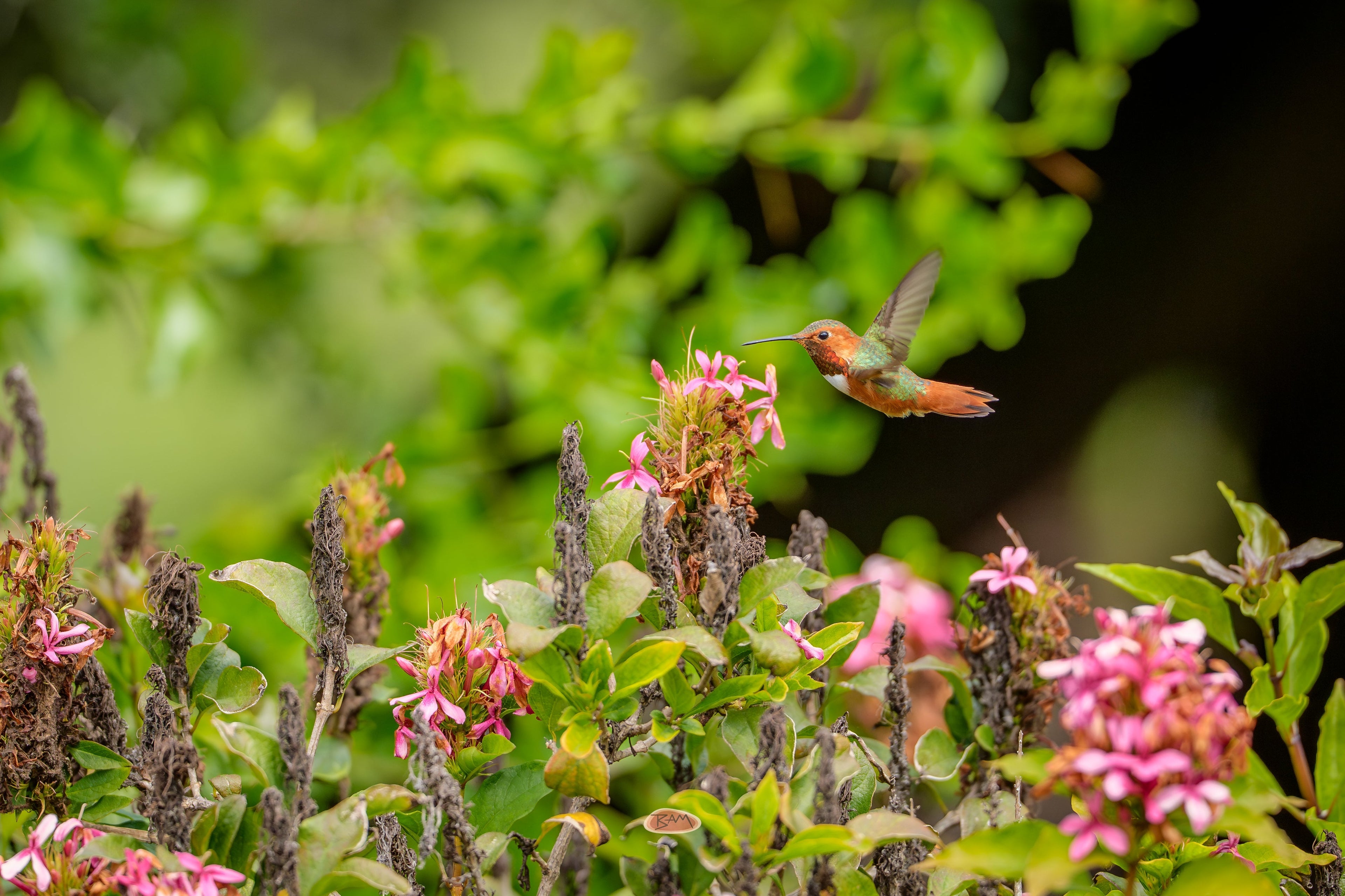 Allens Hummingbird hovering over a bush of pink blossoms in a leafy green garden