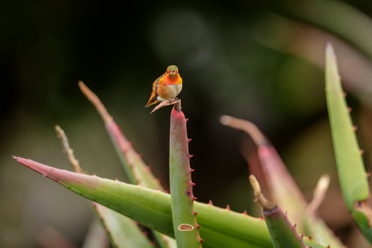 Allens Hummingbird perched atop a spiky aloe leaf showing its glowing orange throat