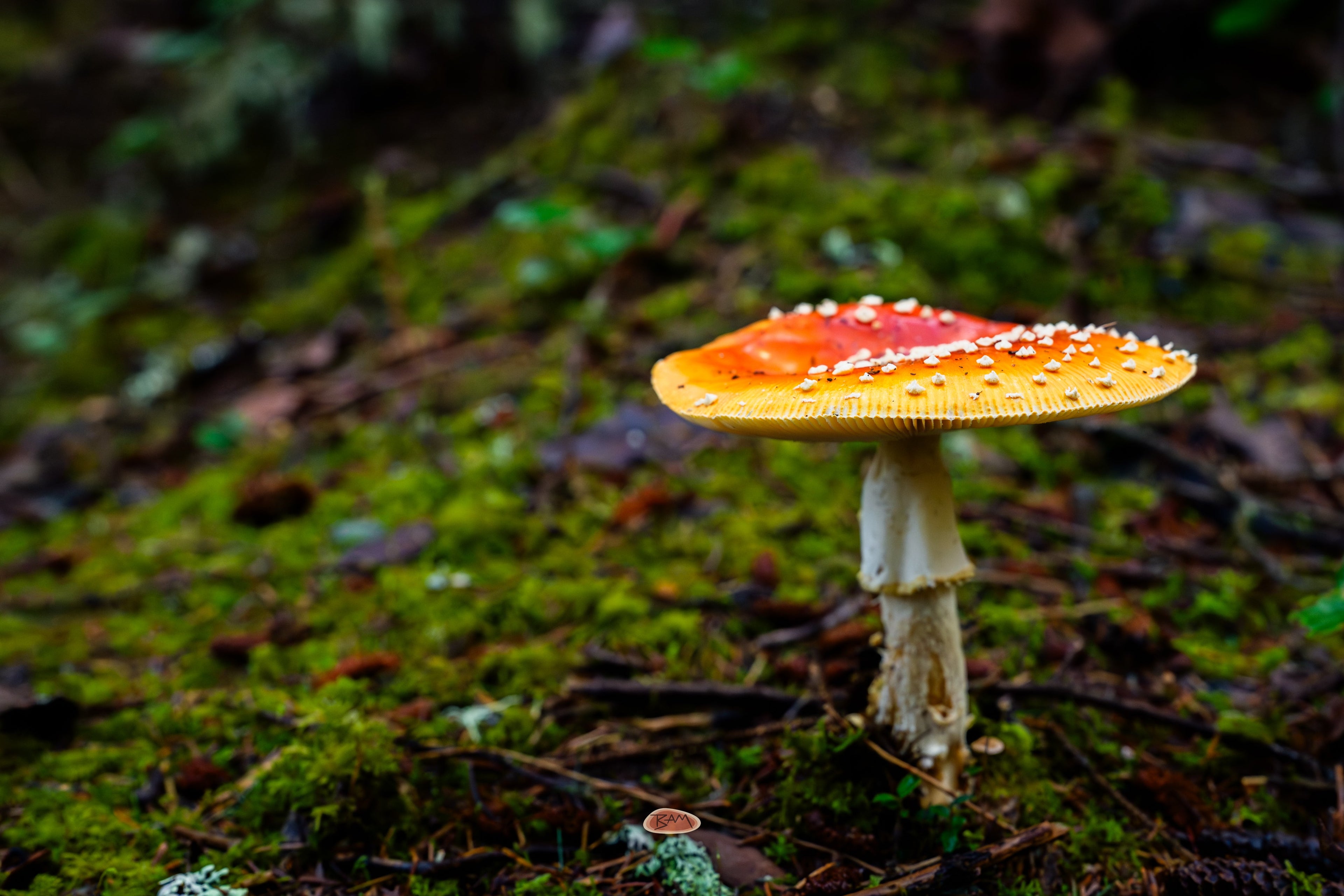 Amanita Muscaria with an orange red cap rising from a mossy forest floor