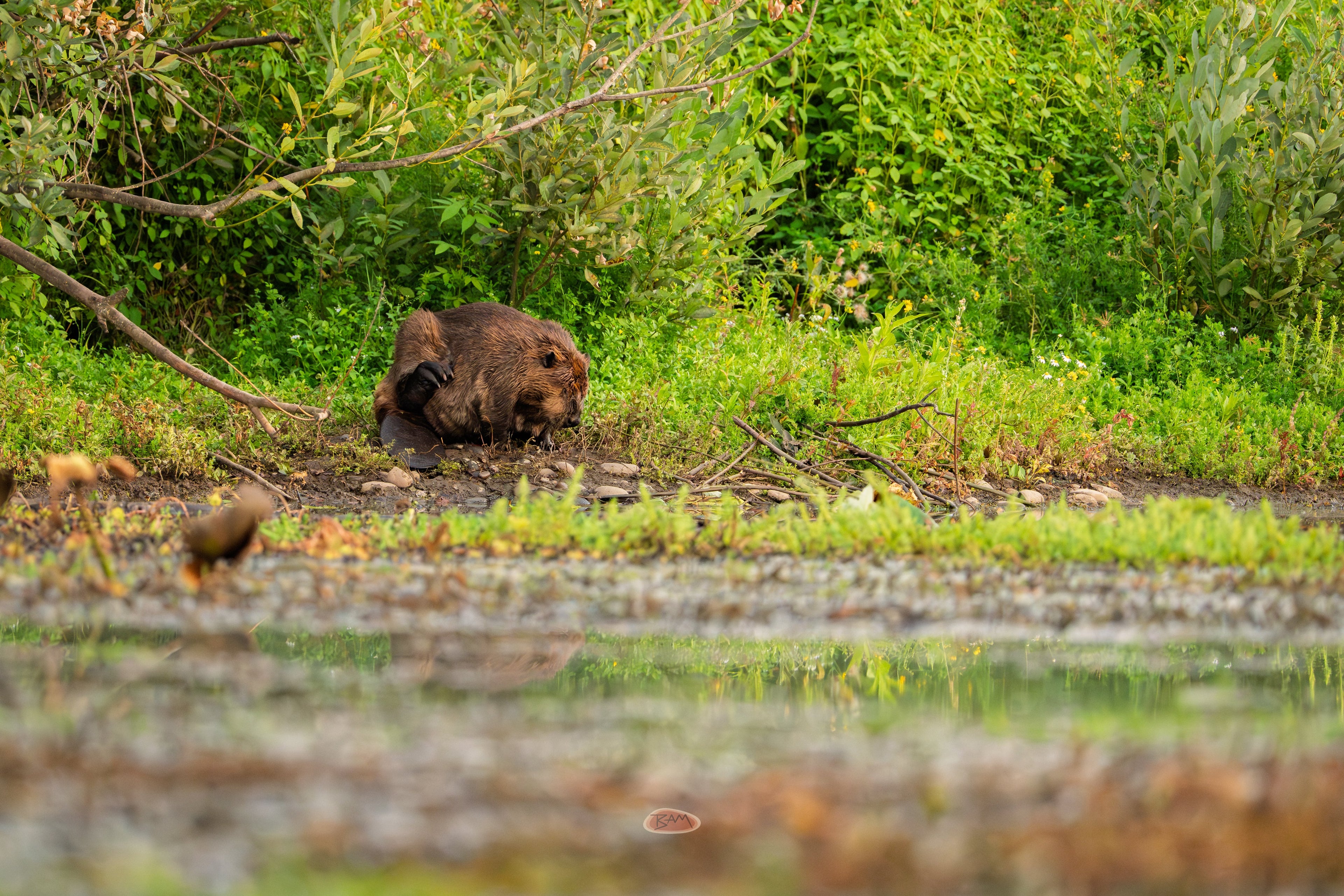 American Beaver foraging on a green riverbank above calm water