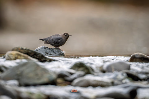 American Dipper perched on a wet rock at the edge of a stream