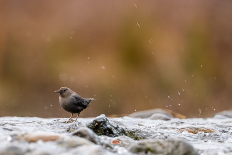 American Dipper standing on wet rocks amid splashing river water