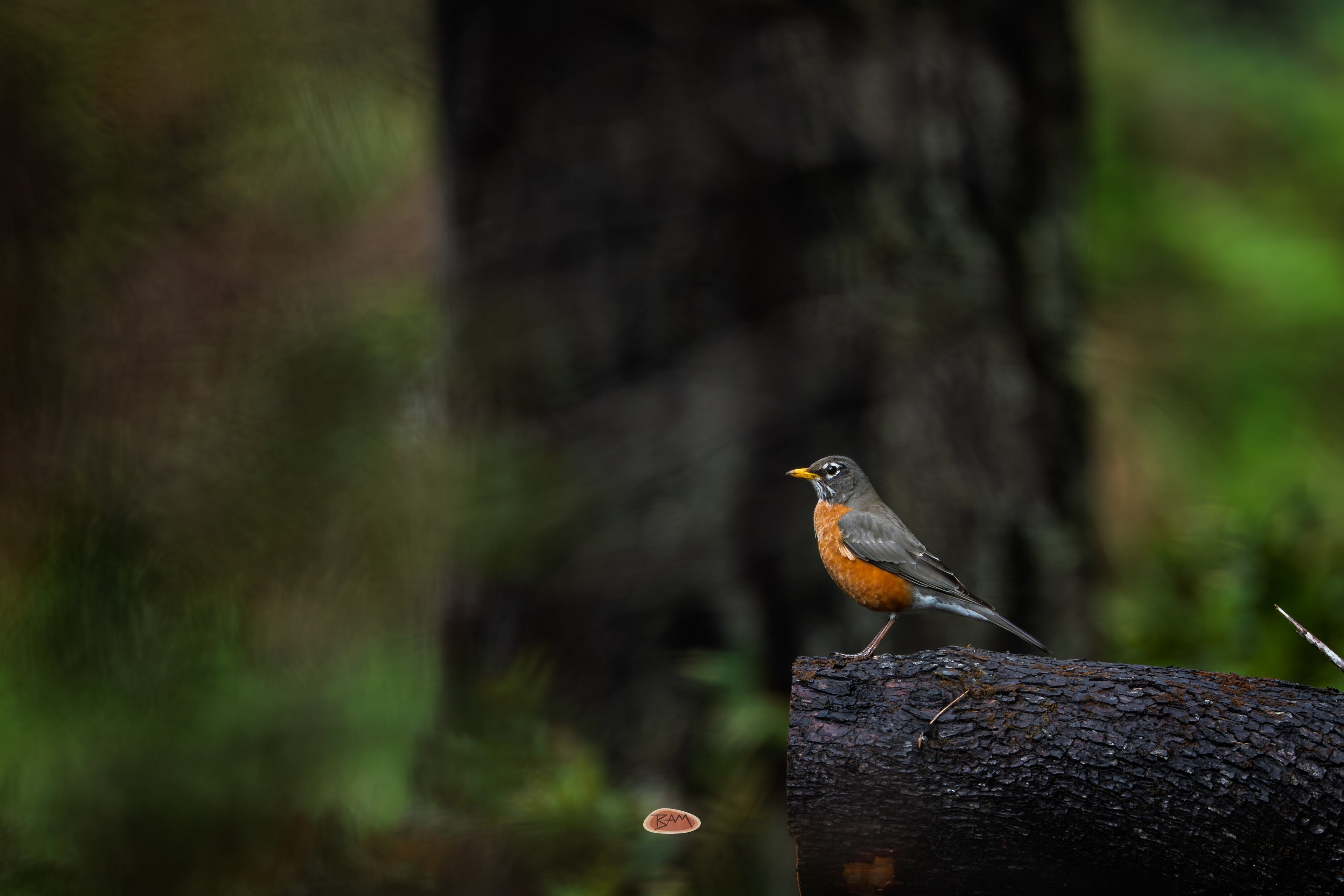 American Robin perched on a charred log in a shadowy forest