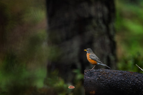 American Robin perched on a charred log in a shadowy forest