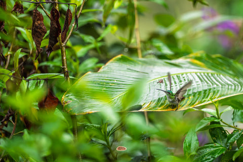 Andean Emerald hovering at the edge of a broad green leaf in dense jungle