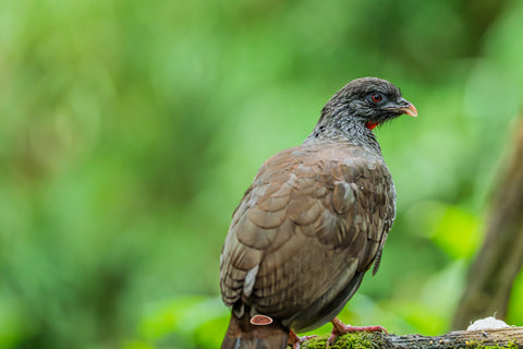 Andean Guan perched on a mossy branch against lush green forest