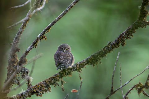 Andean Pygmy Owl perched on a mossy branch in a misty green forest