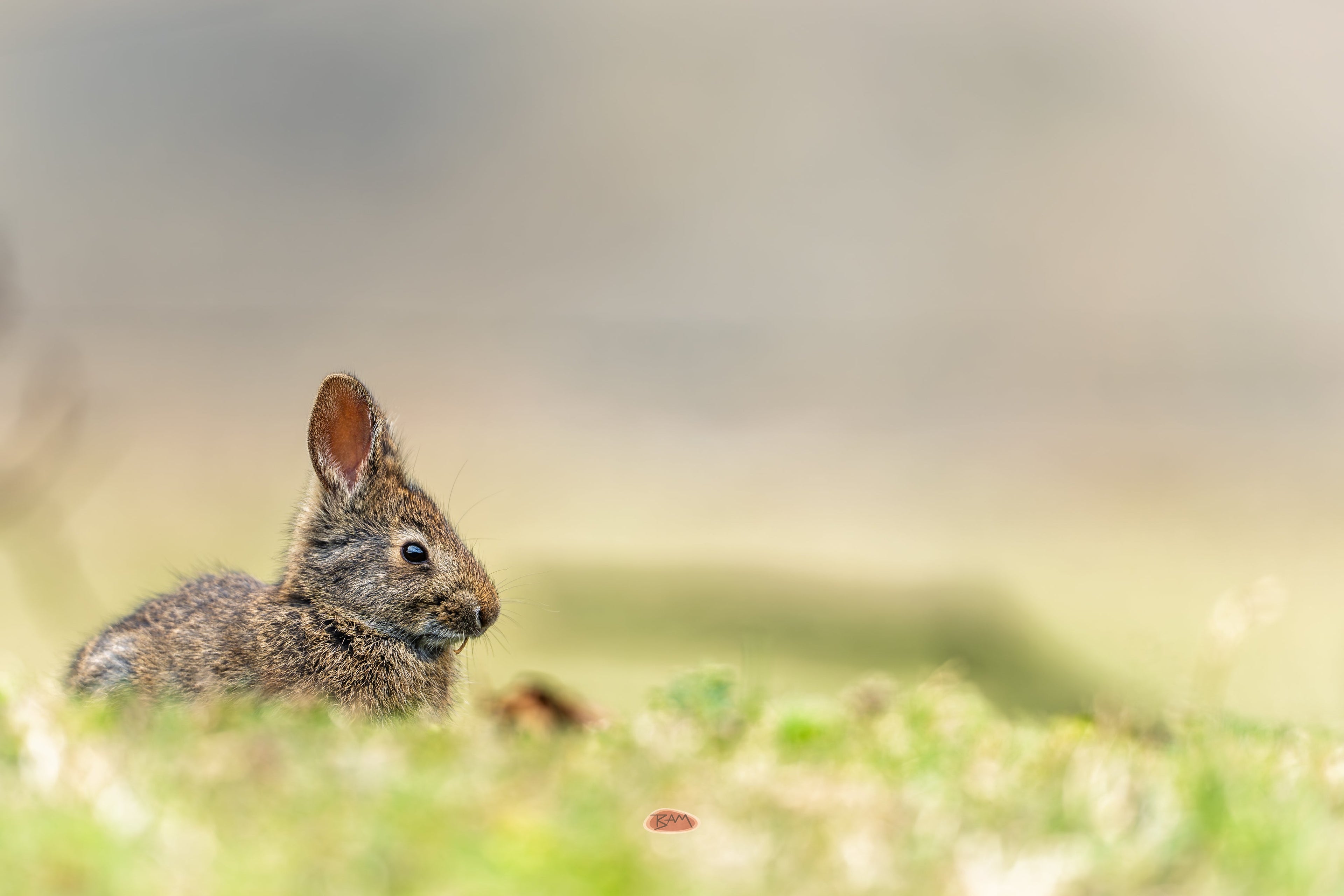 Andean Rabbit resting low in sunlit grass with a soft glowing background