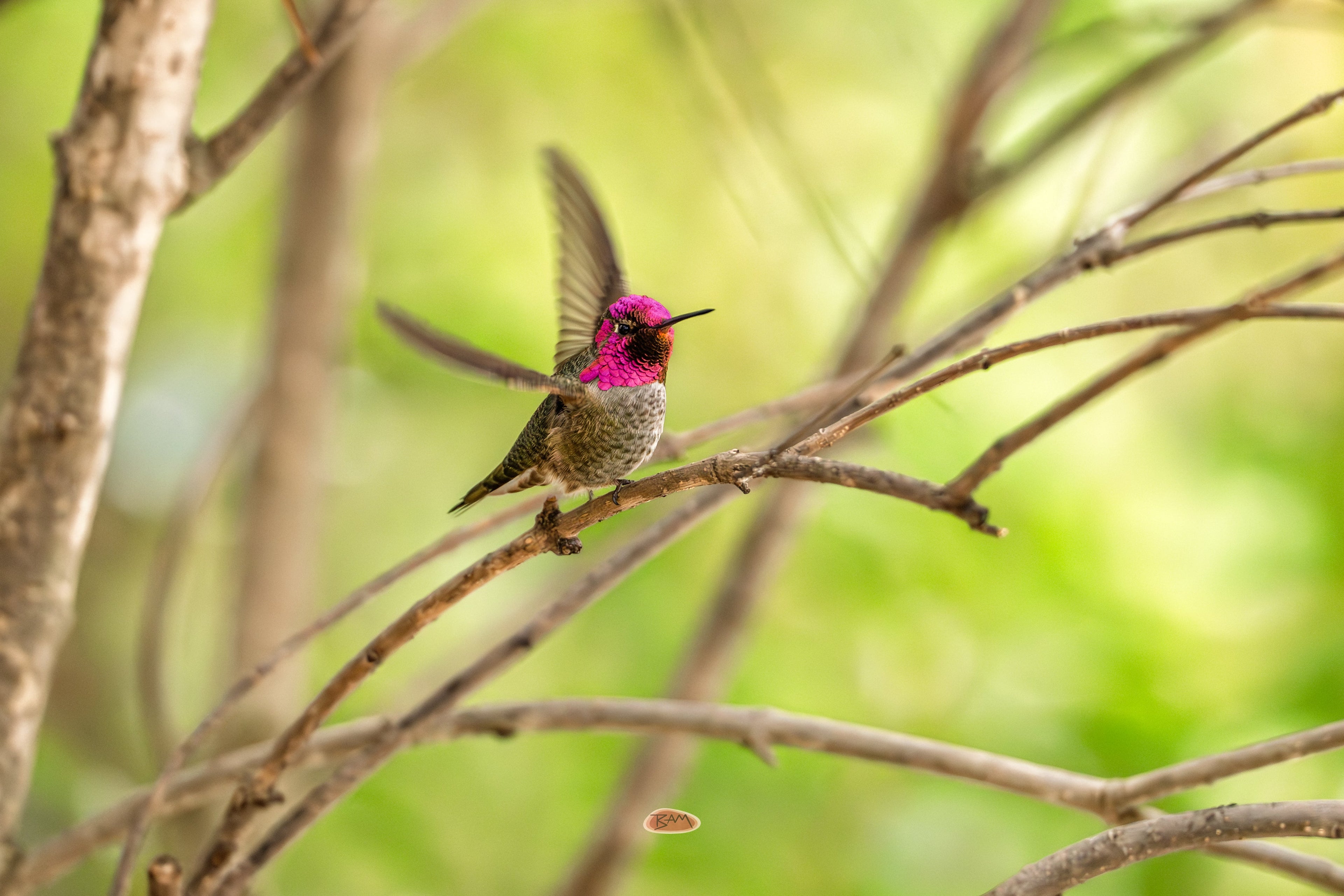 Annas Hummingbird with a magenta throat perched on a bare branch, wings flared
