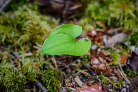 Ant exploring the notched edge of a heart shaped green leaf above a mossy forest floor