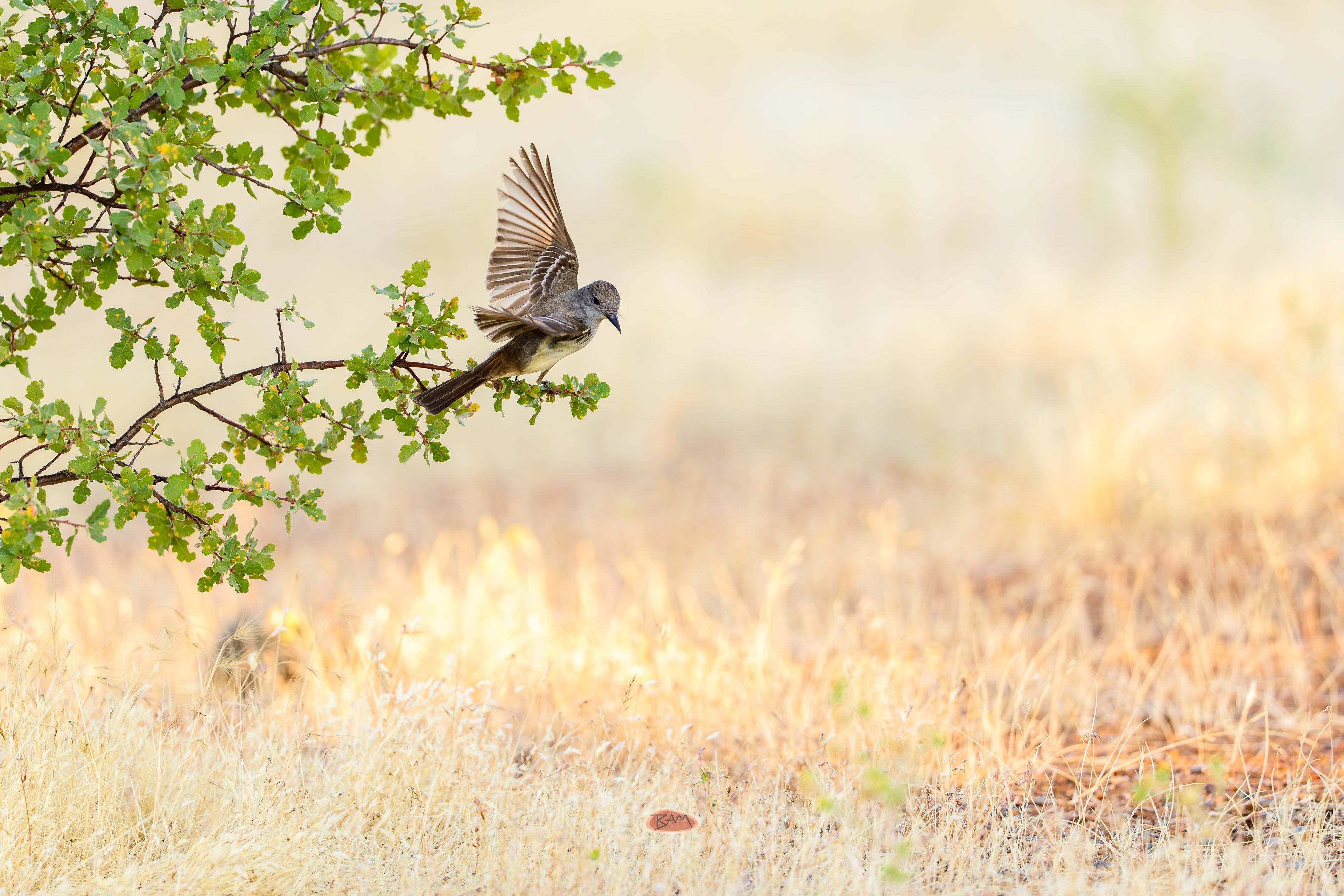 Ash Throated Flycatcher with wings raised on a leafy branch above golden grass