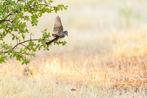 Ash Throated Flycatcher with wings raised on a leafy branch above golden grass
