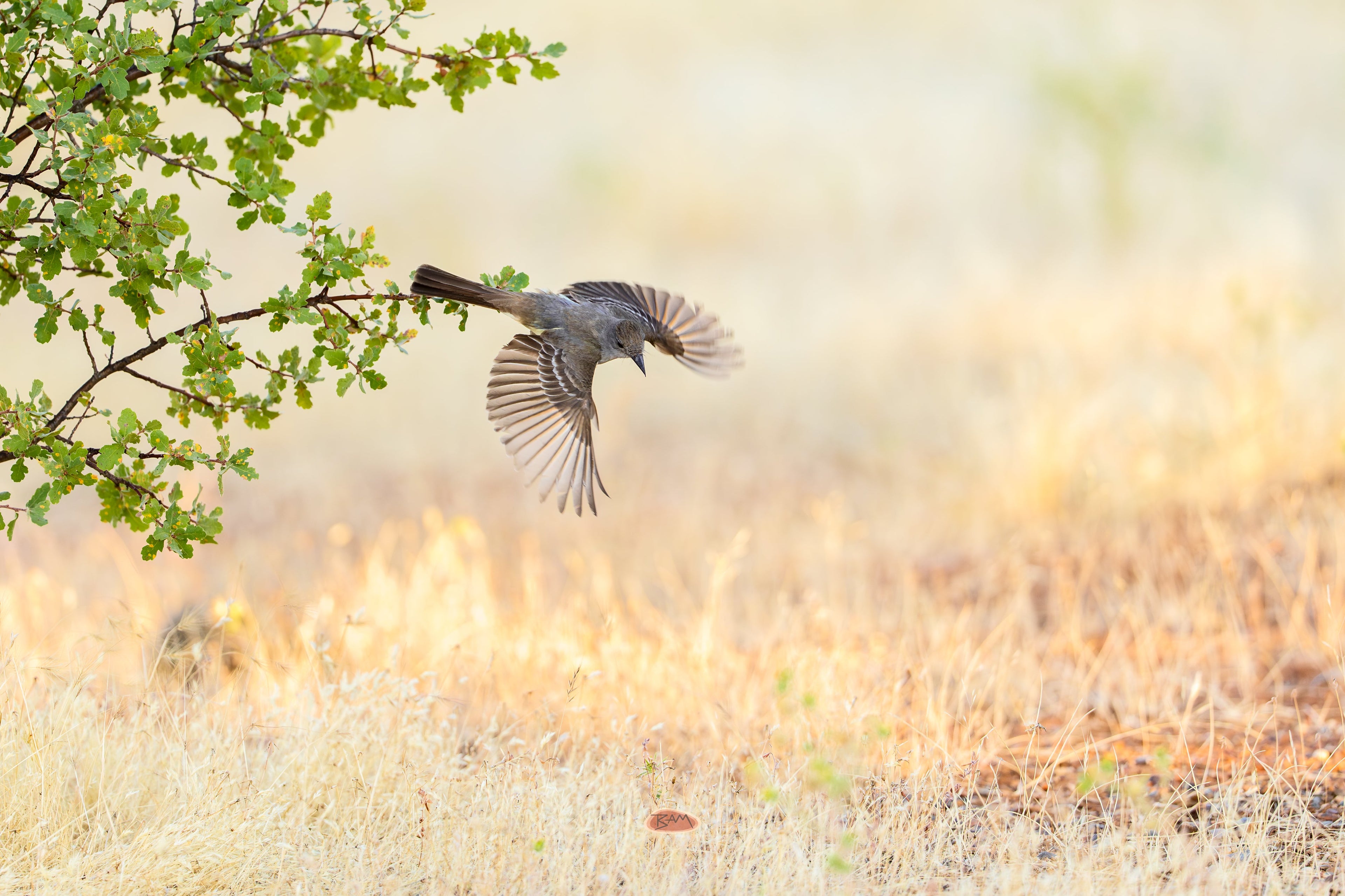 Ash Throated Flycatcher in flight with wings spread over sunlit dry grassland