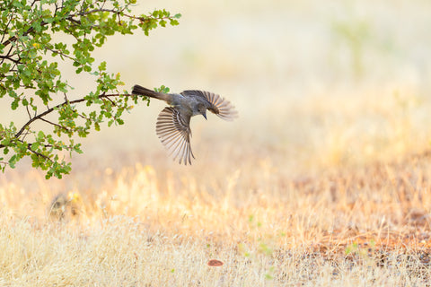 Ash Throated Flycatcher in flight with wings spread over sunlit dry grassland