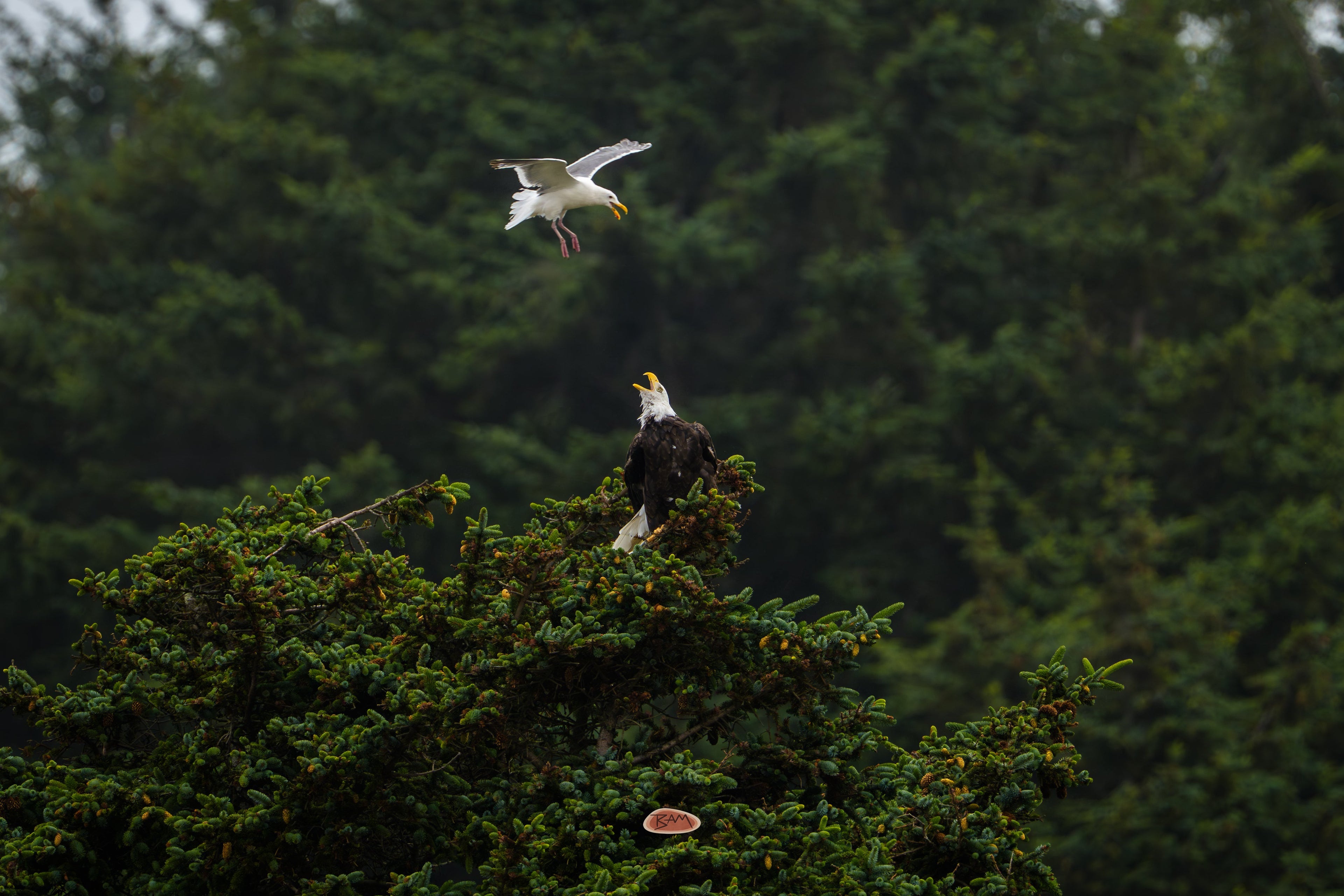 Bald Eagle perched atop a conifer as a gull dives overhead