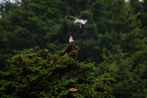 Bald Eagle calling from a treetop while a gull swoops down toward it