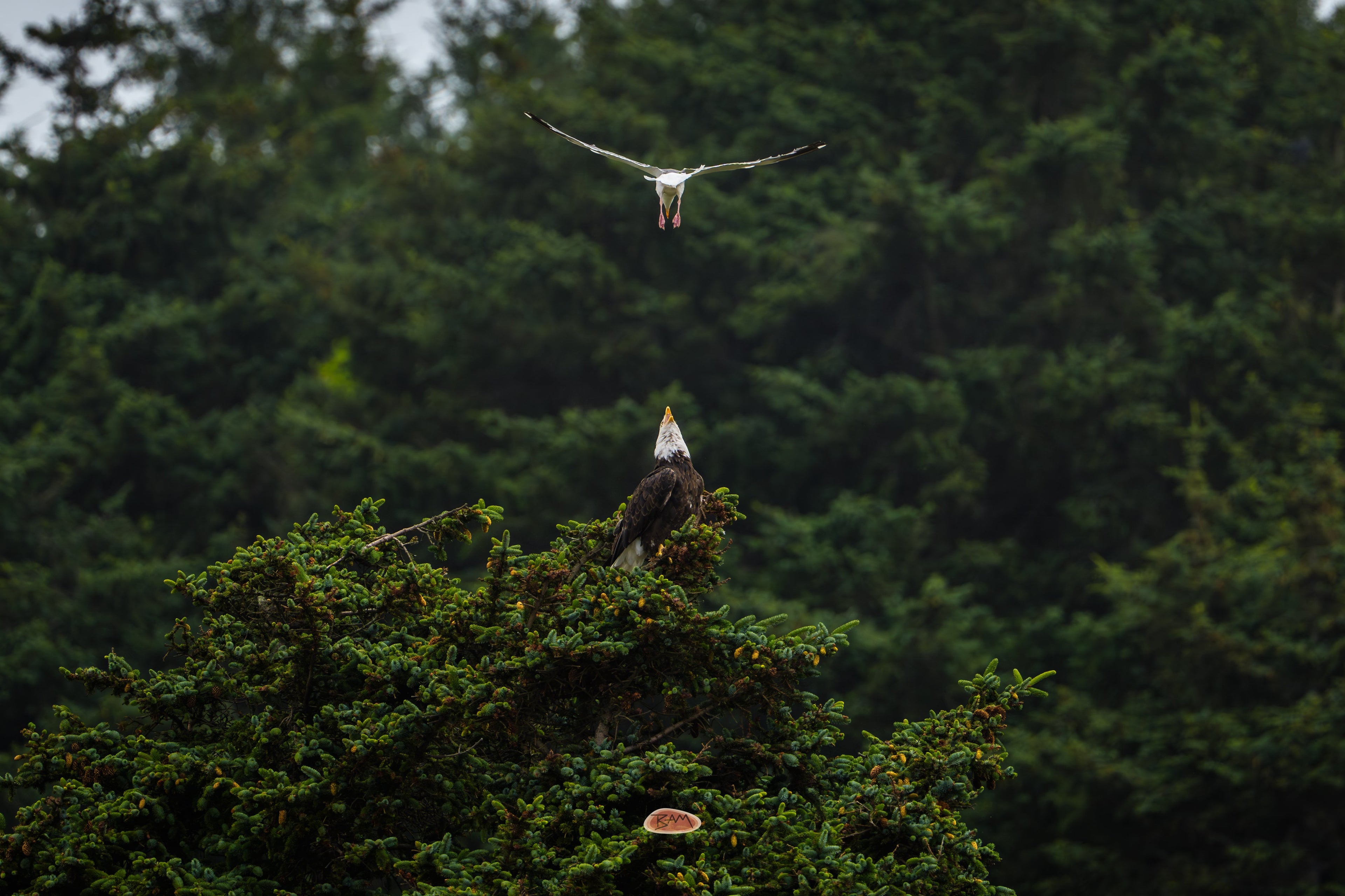 Bald Eagle on a spruce crown facing a gull plunging from above