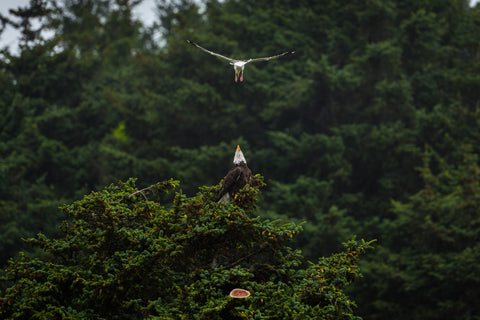 Bald Eagle on a spruce crown facing a gull plunging from above