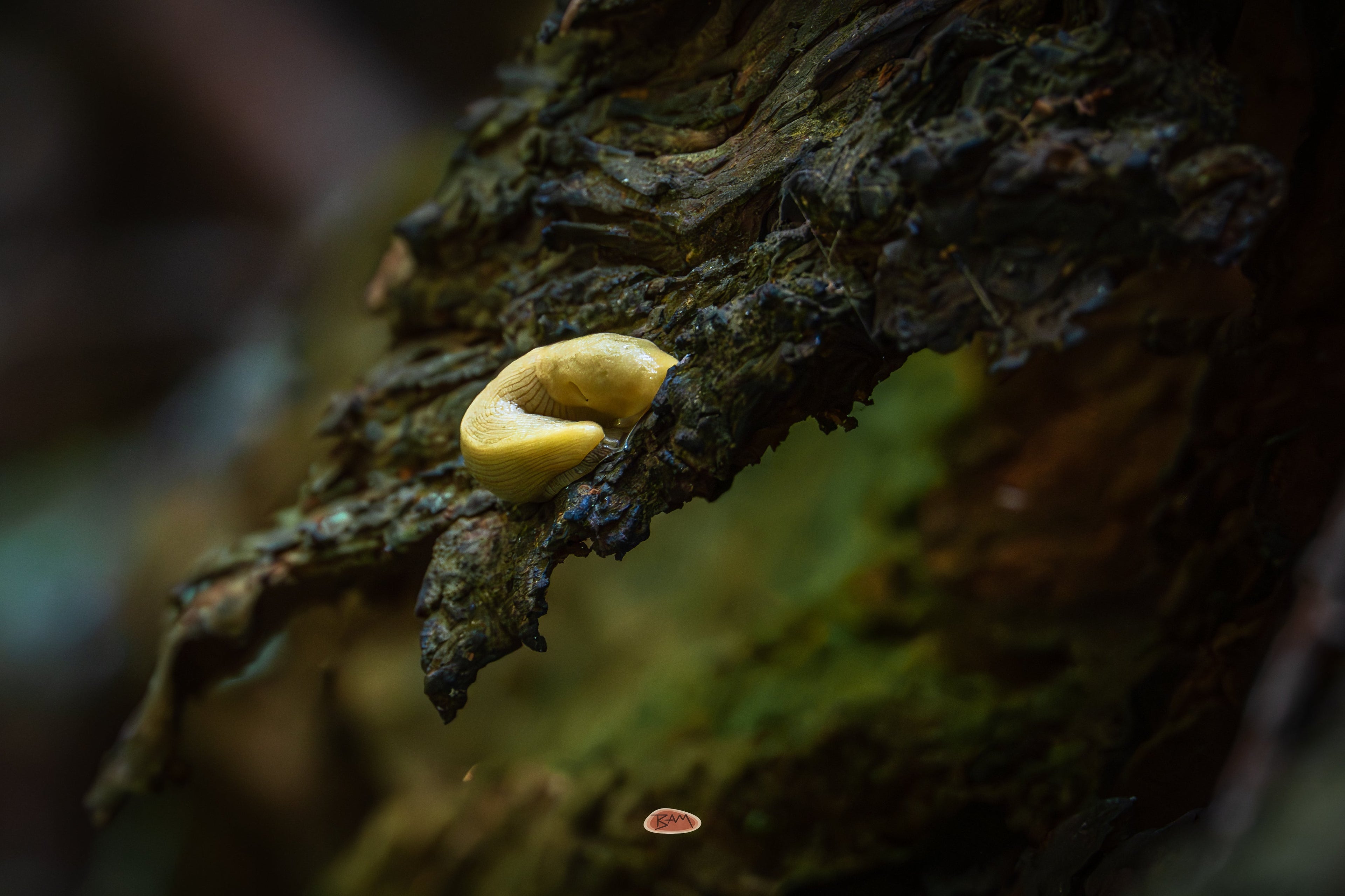 Banana Slug curled on wet dark bark in a shadowy forest