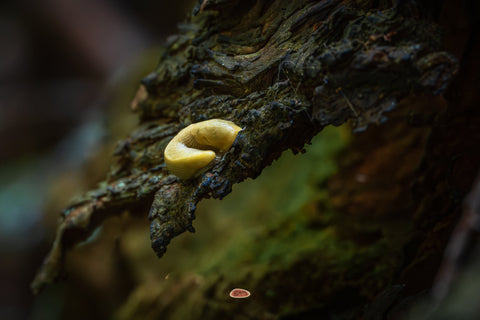 Banana Slug curled on wet dark bark in a shadowy forest