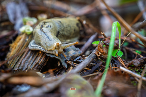 Banana Slug with raised tentacles crawling over forest floor debris