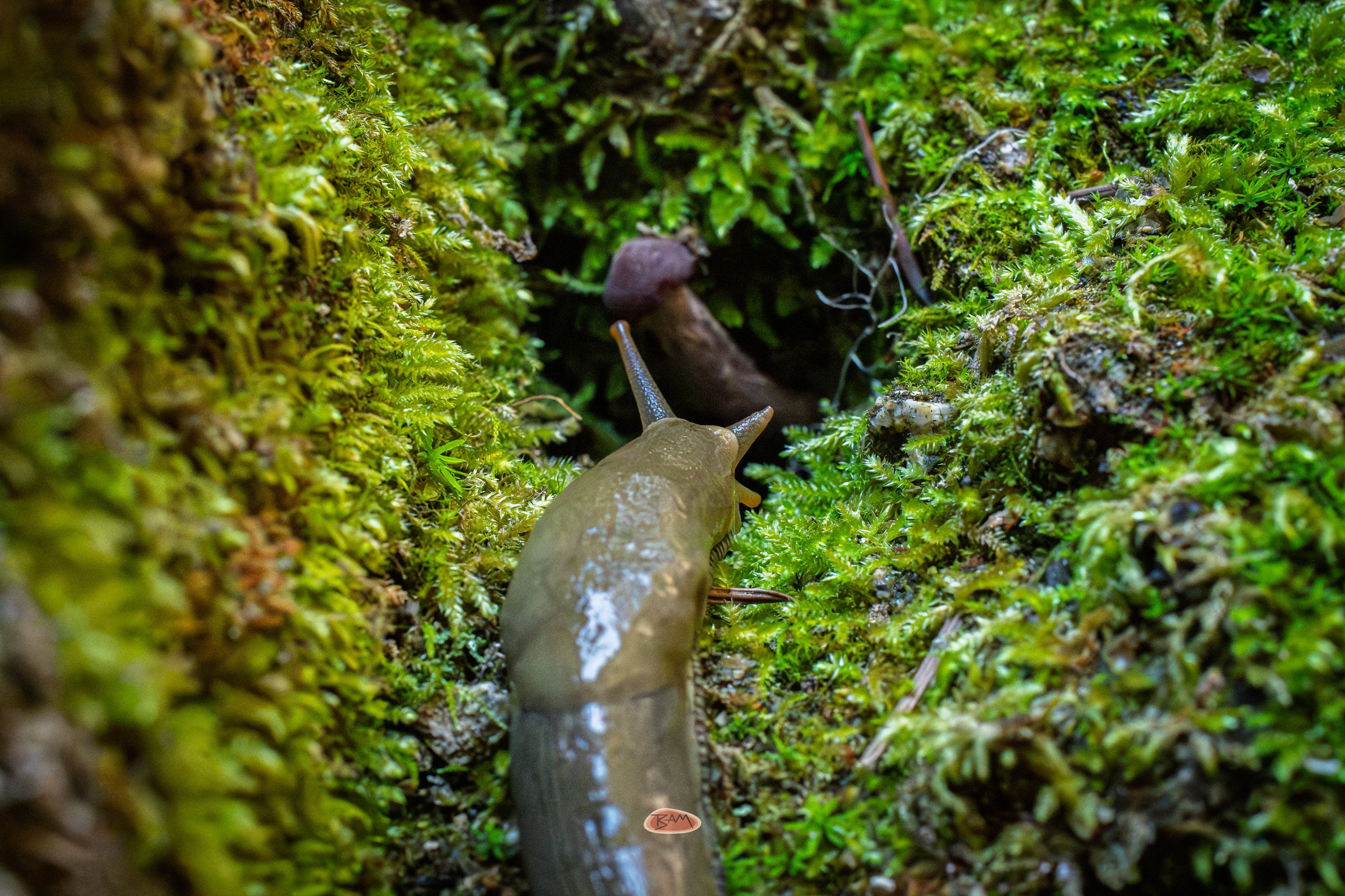 Banana Slug climbing a mossy bank toward another slug