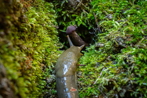Banana Slug climbing a mossy bank toward another slug