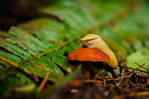 Banana Slug reaching over a small orange mushroom amid green ferns
