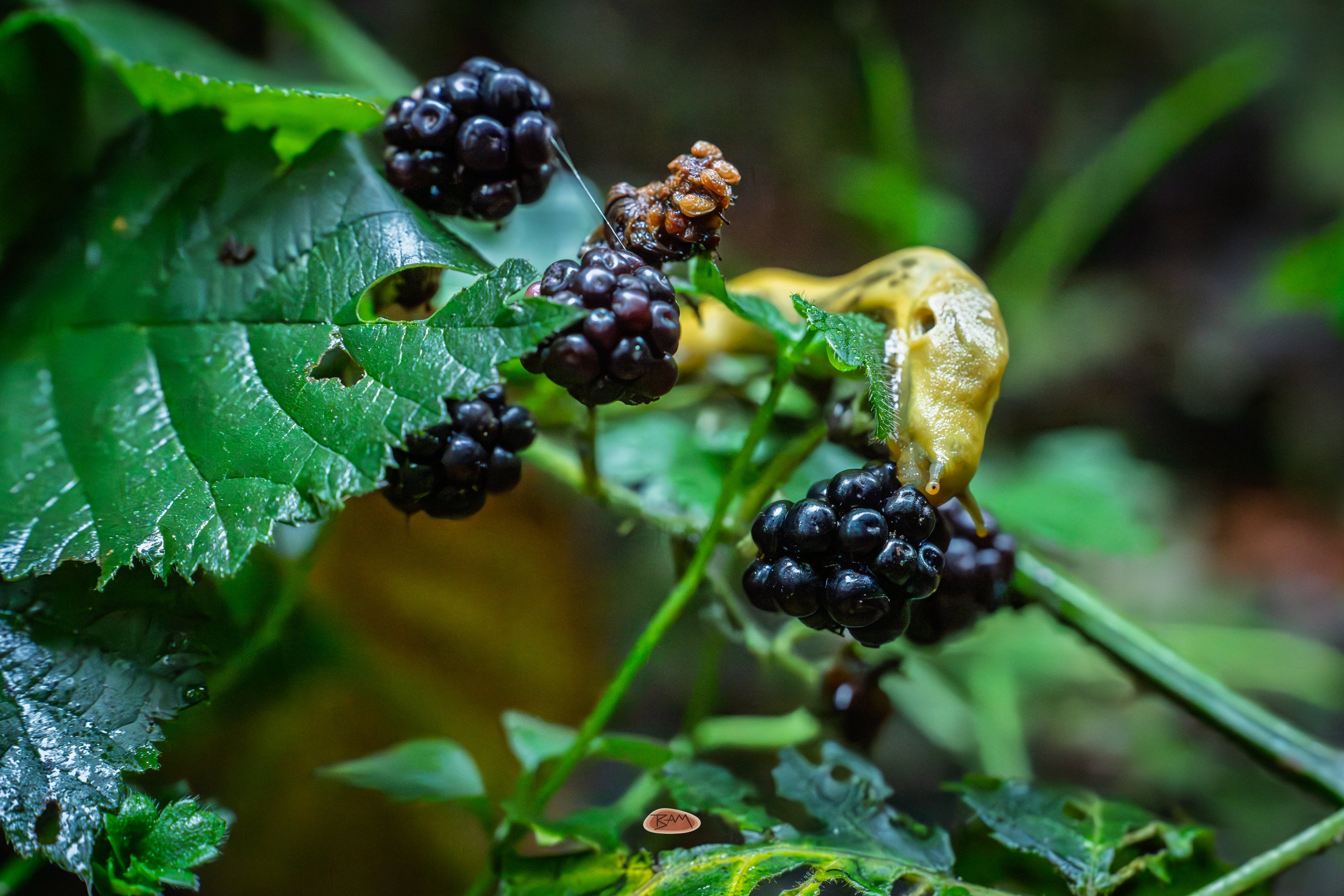Banana Slug feeding on ripe blackberries along a forest vine