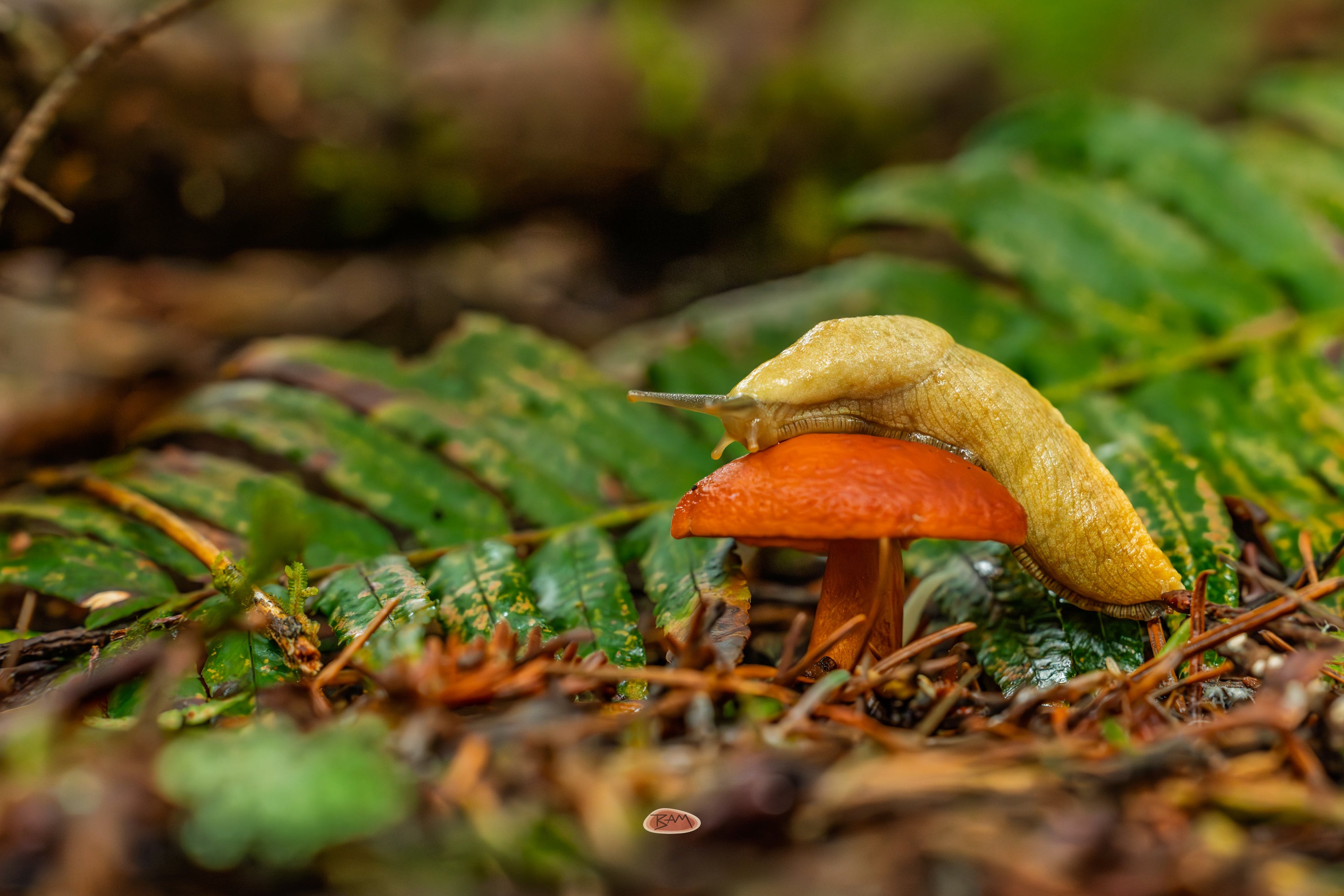 Banana Slug draped over a bright orange mushroom on the forest floor