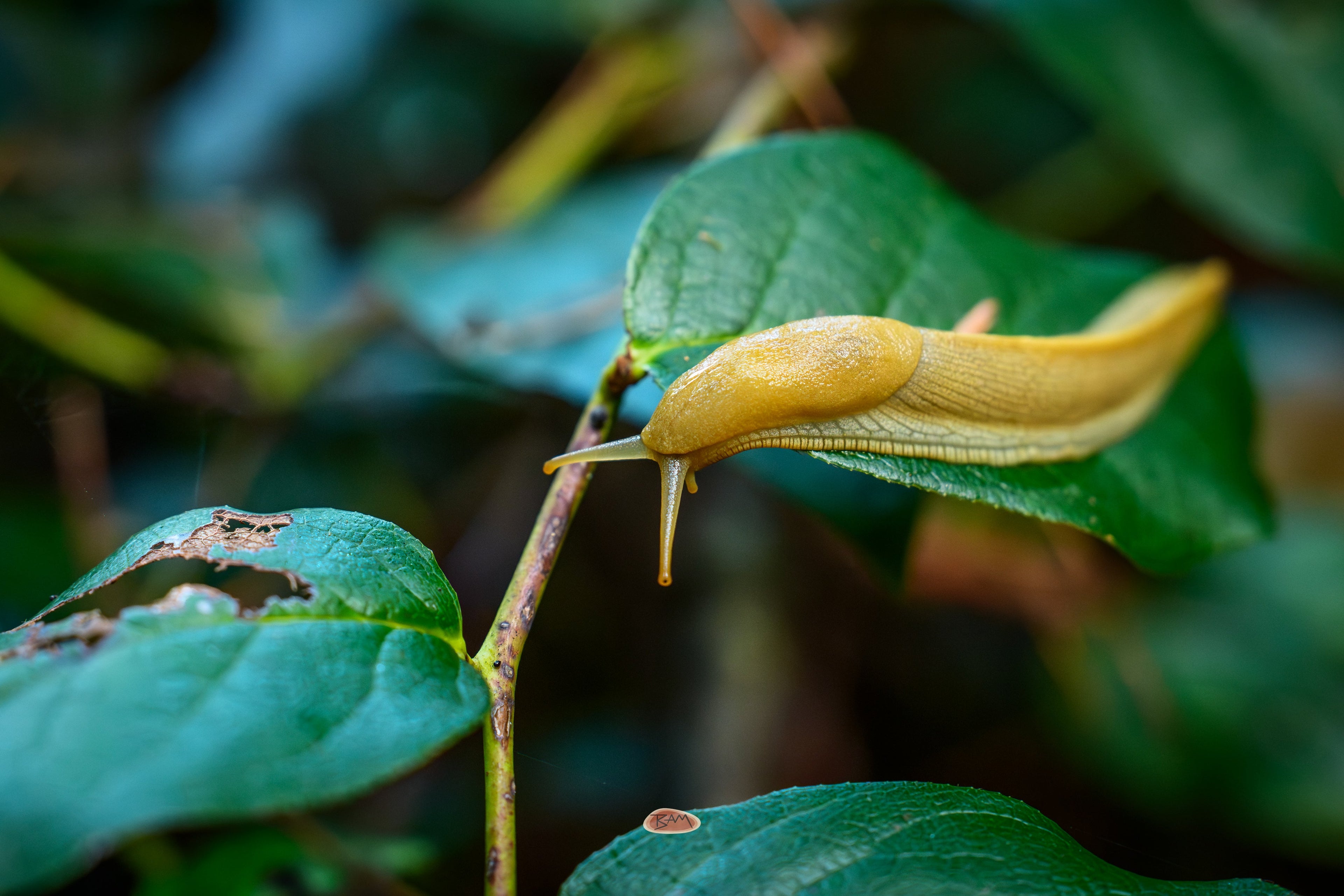 Banana Slug stretched along a green leaf reaching toward a slender branch