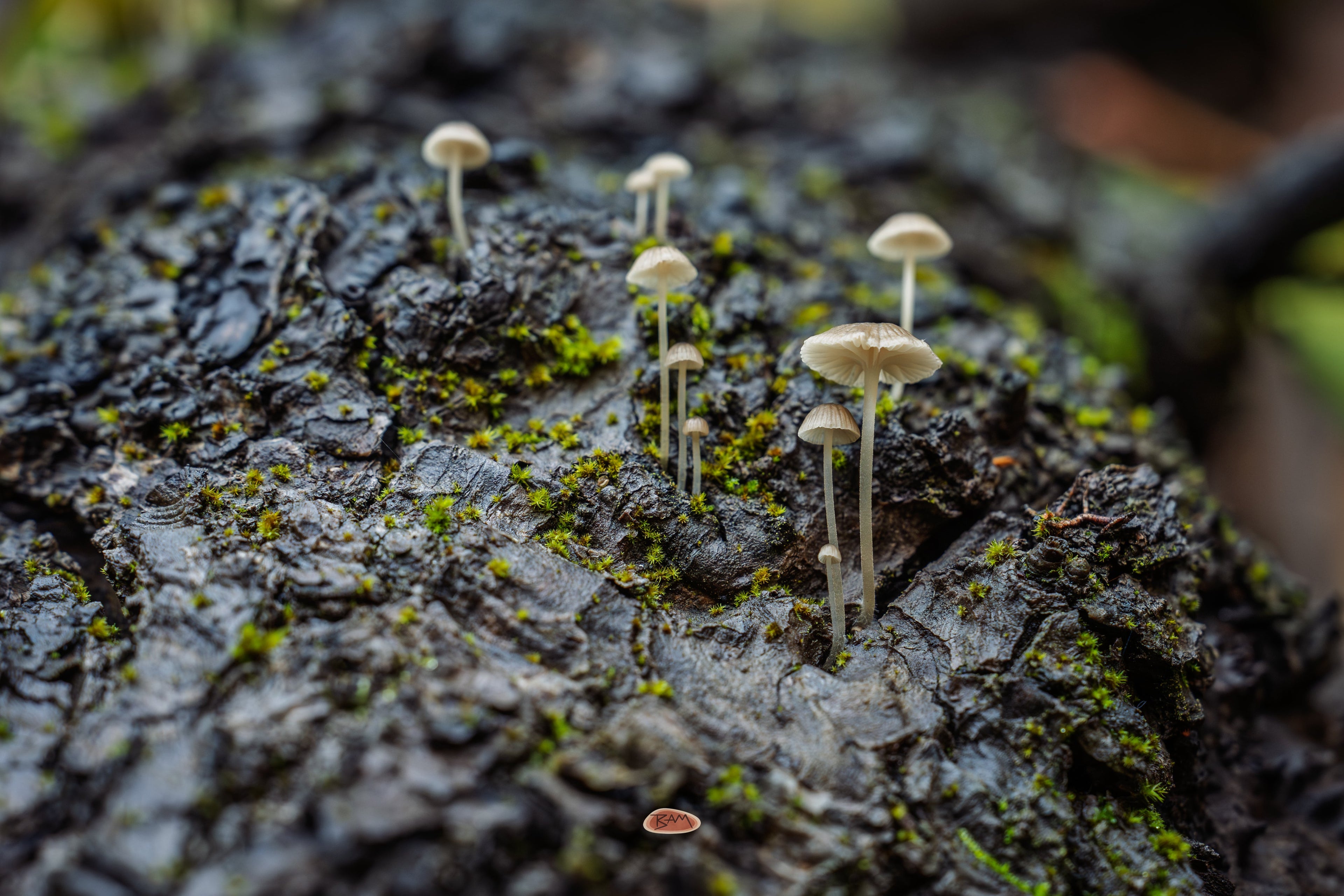 Bark Bonnet mushrooms rising from wet mossy bark in dim woodland