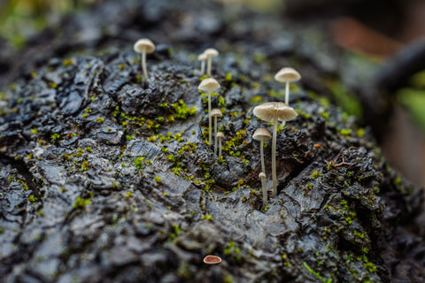 Bark Bonnet mushrooms rising from wet mossy bark in dim woodland