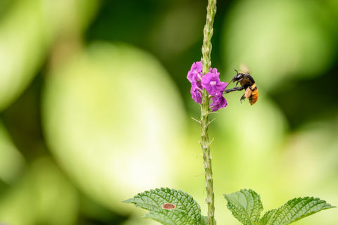 Bee clinging to a purple flower spike against soft green foliage