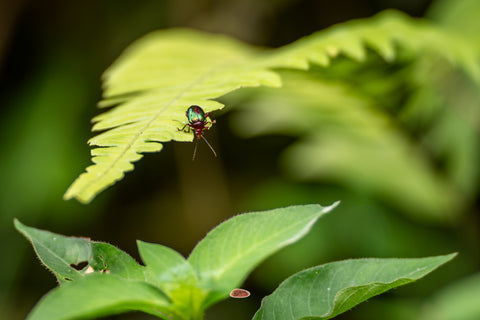 Beetle with a shiny green back peering over the edge of a pale fern frond