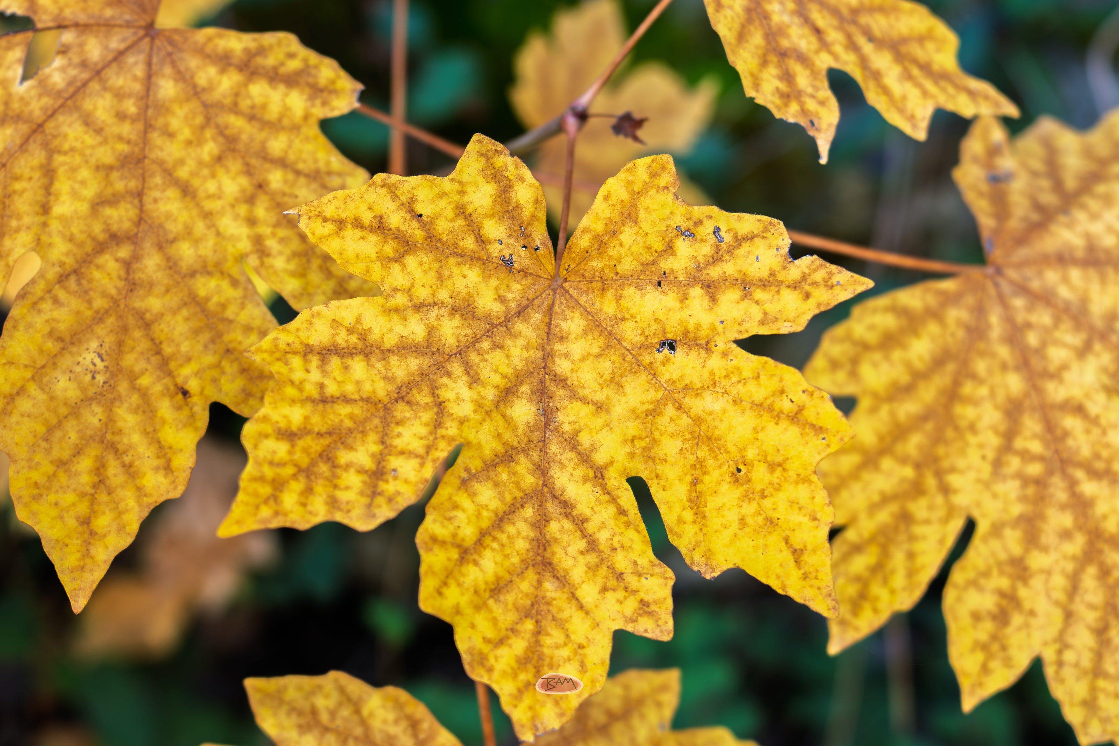 Bigleaf Maple leaves turned golden yellow in autumn light