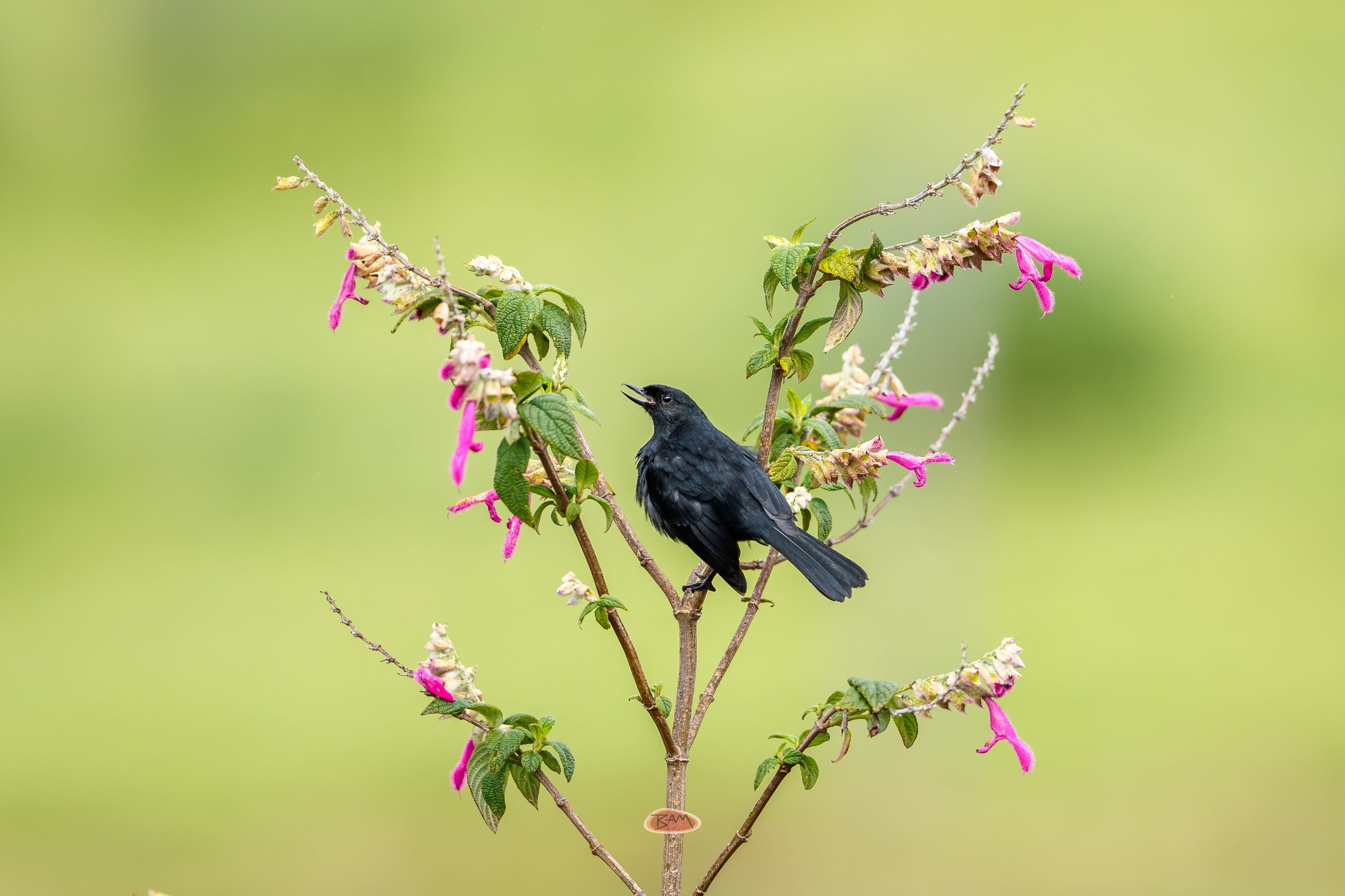 Black Flowerpiercer singing from a flowering branch of pink salvia blooms