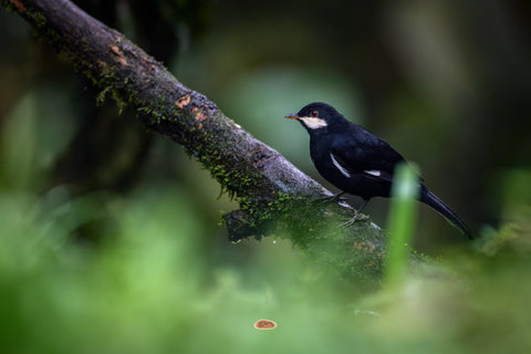 Black Solitaire with a white cheek patch and red eye perched on a mossy branch in the cloud forest