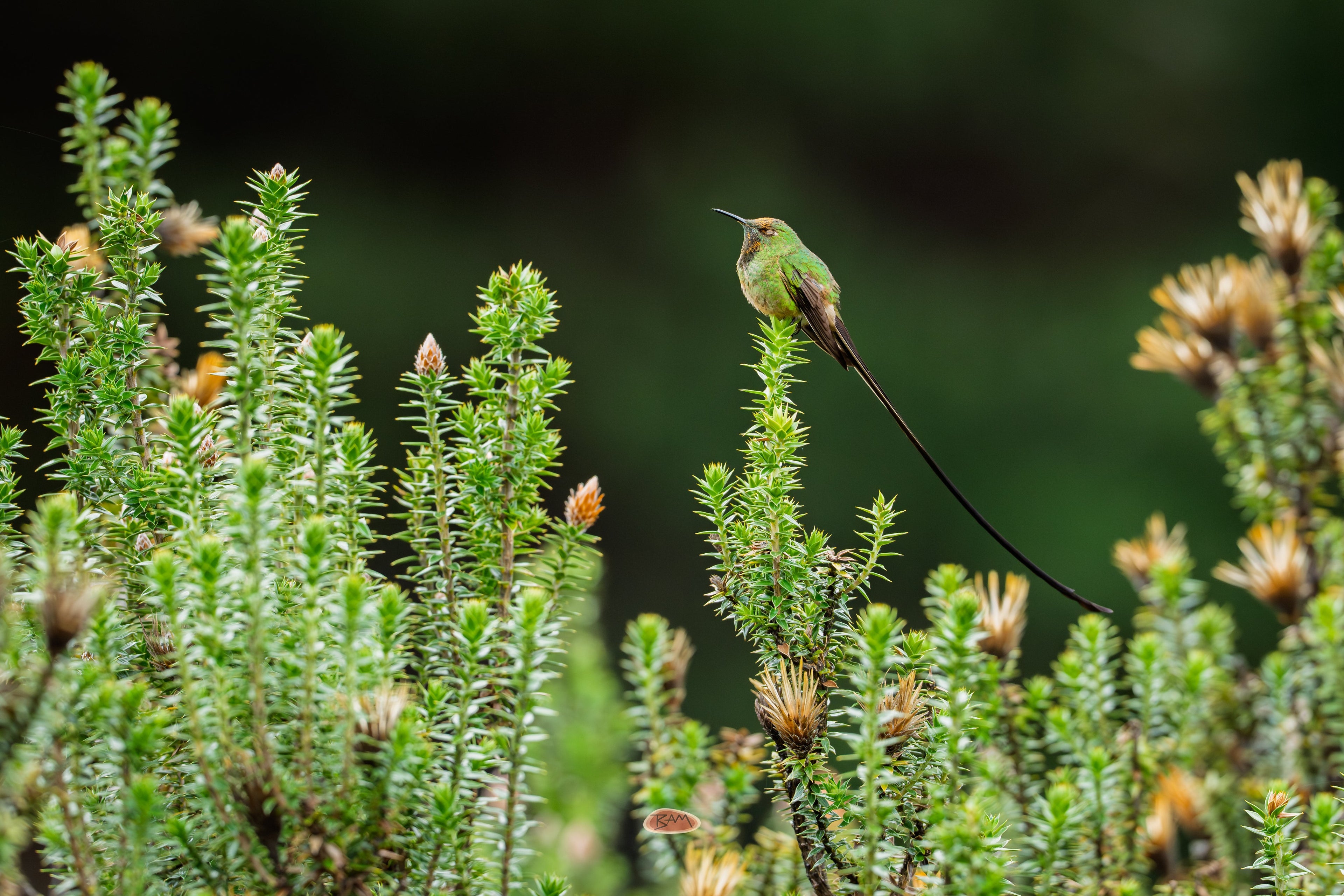 Black Tailed Trainbearer with long tail perched atop highland shrubs