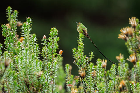 Black Tailed Trainbearer with long tail perched atop highland shrubs