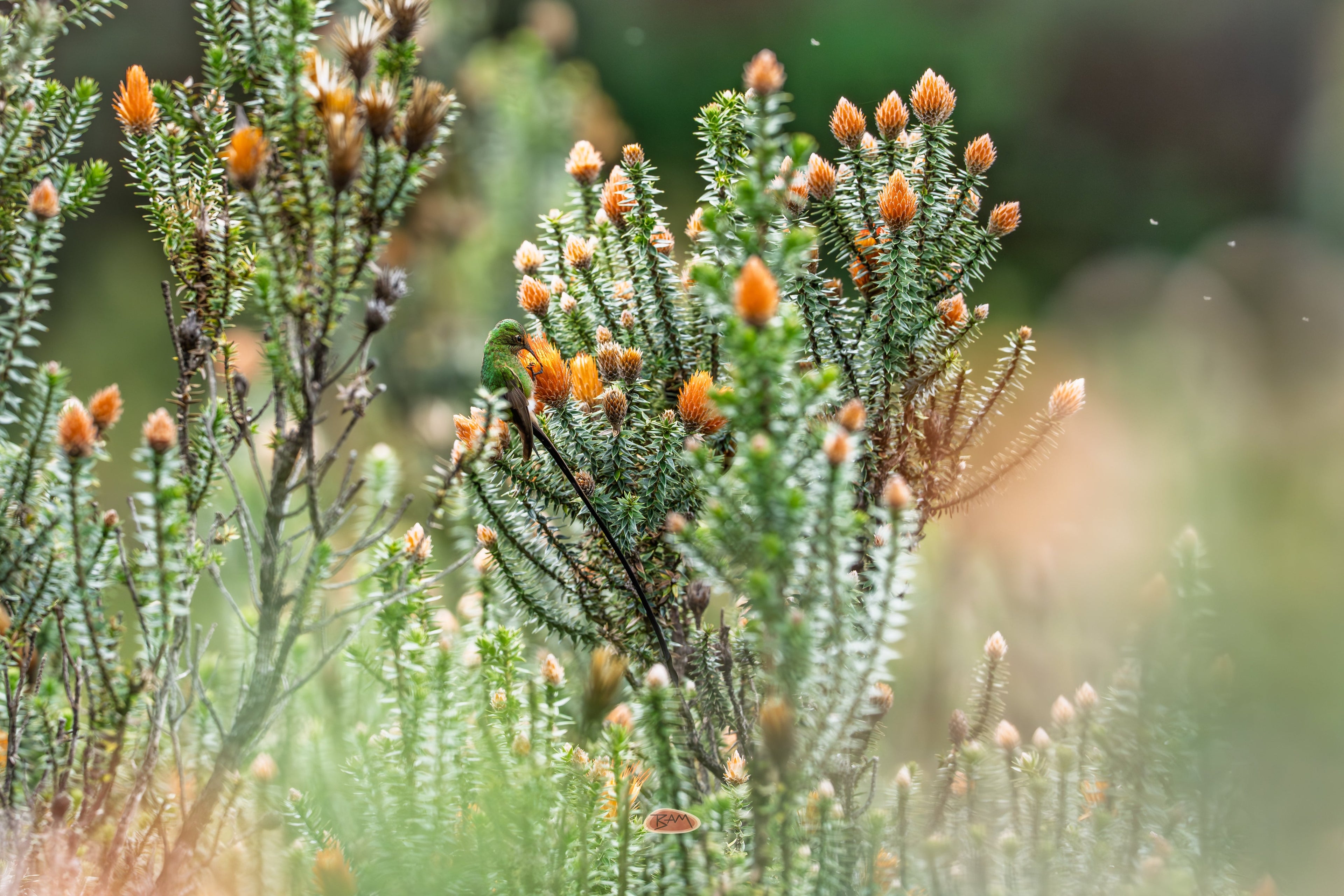 Black Tailed Trainbearer tucked among orange tipped mountain plants