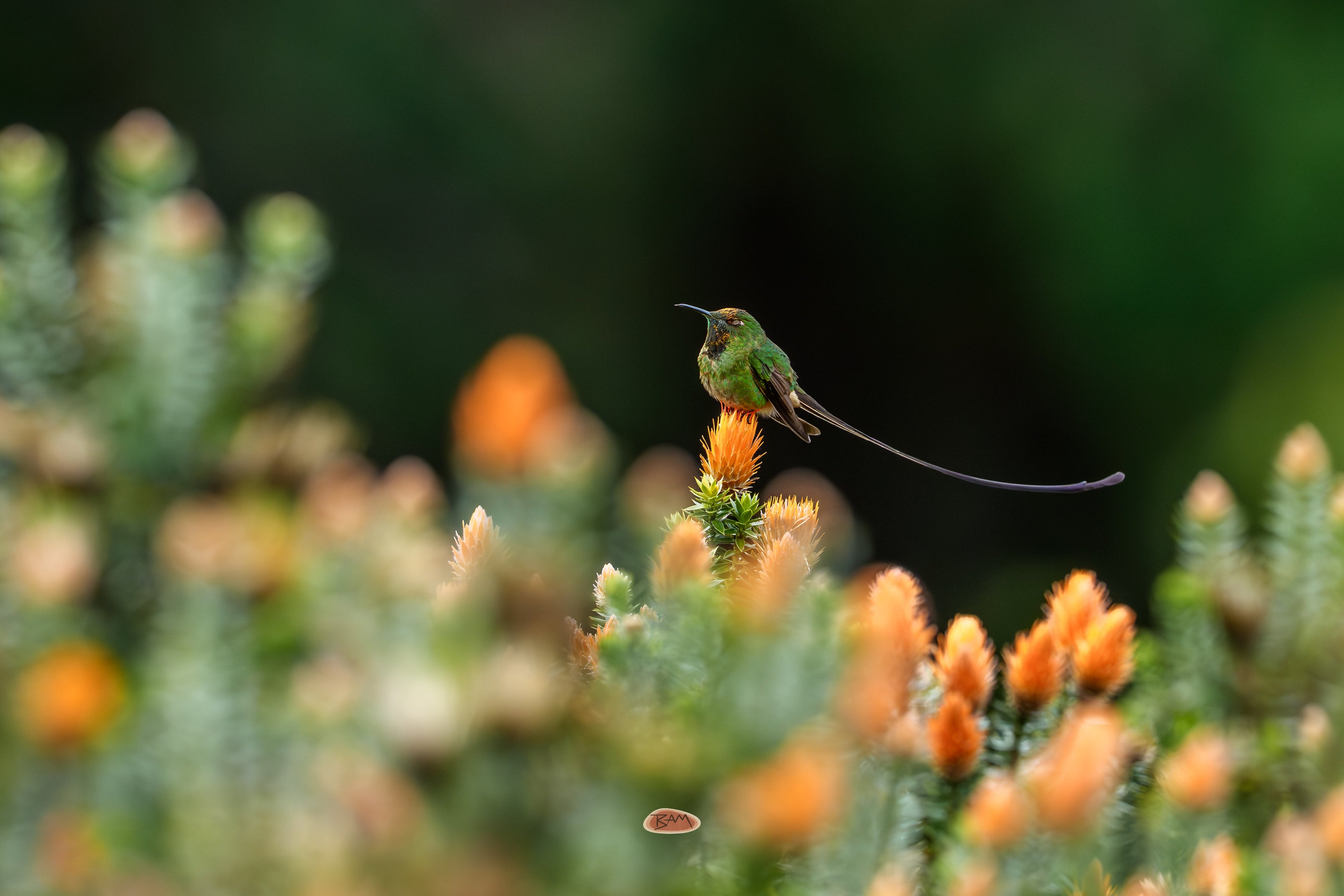 Black Tailed Trainbearer perched atop orange blooms with its long tail trailing