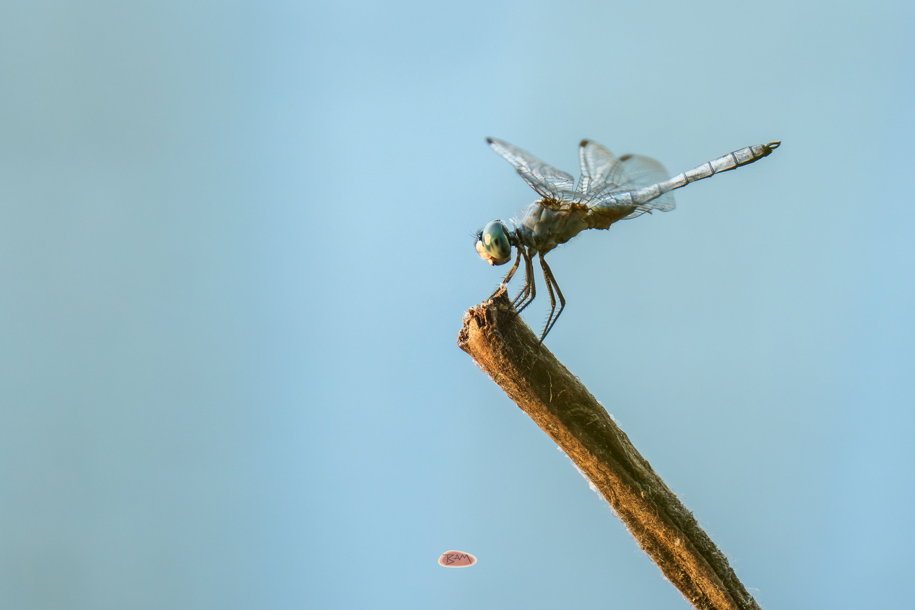 Blue Dasher resting on the tip of a broken stem against a clear blue sky