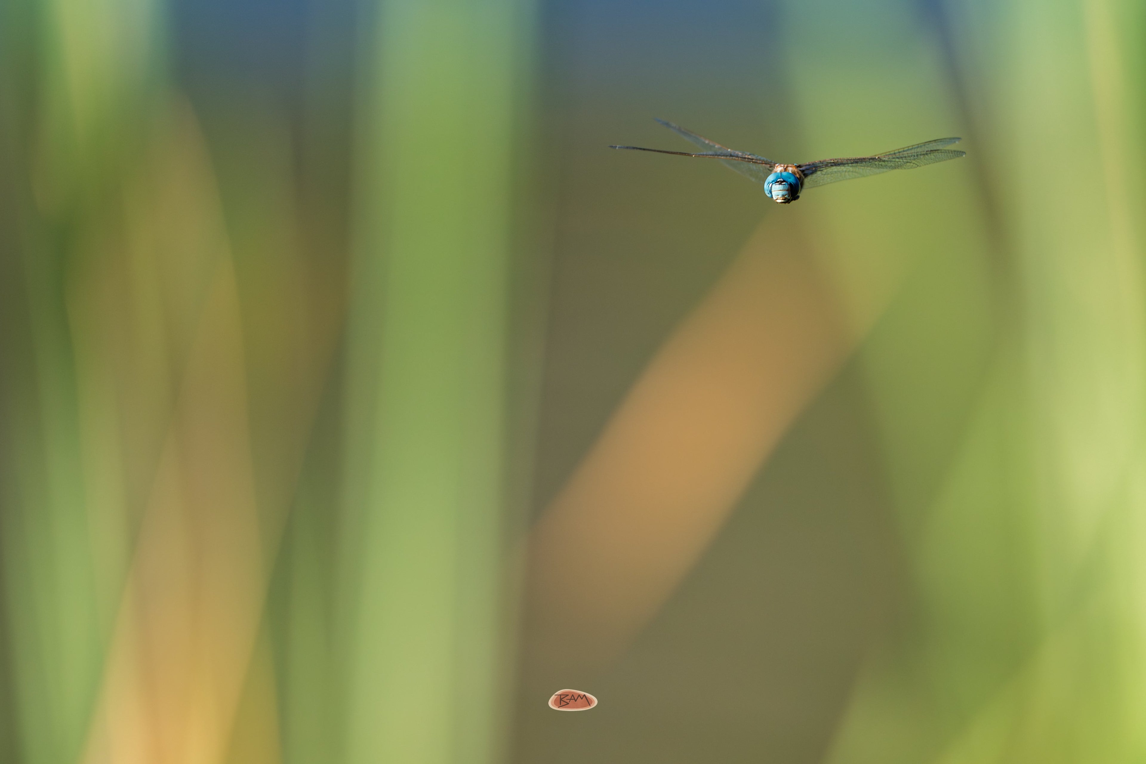 Blue Eyed Darner hovering in flight among blurred green reeds